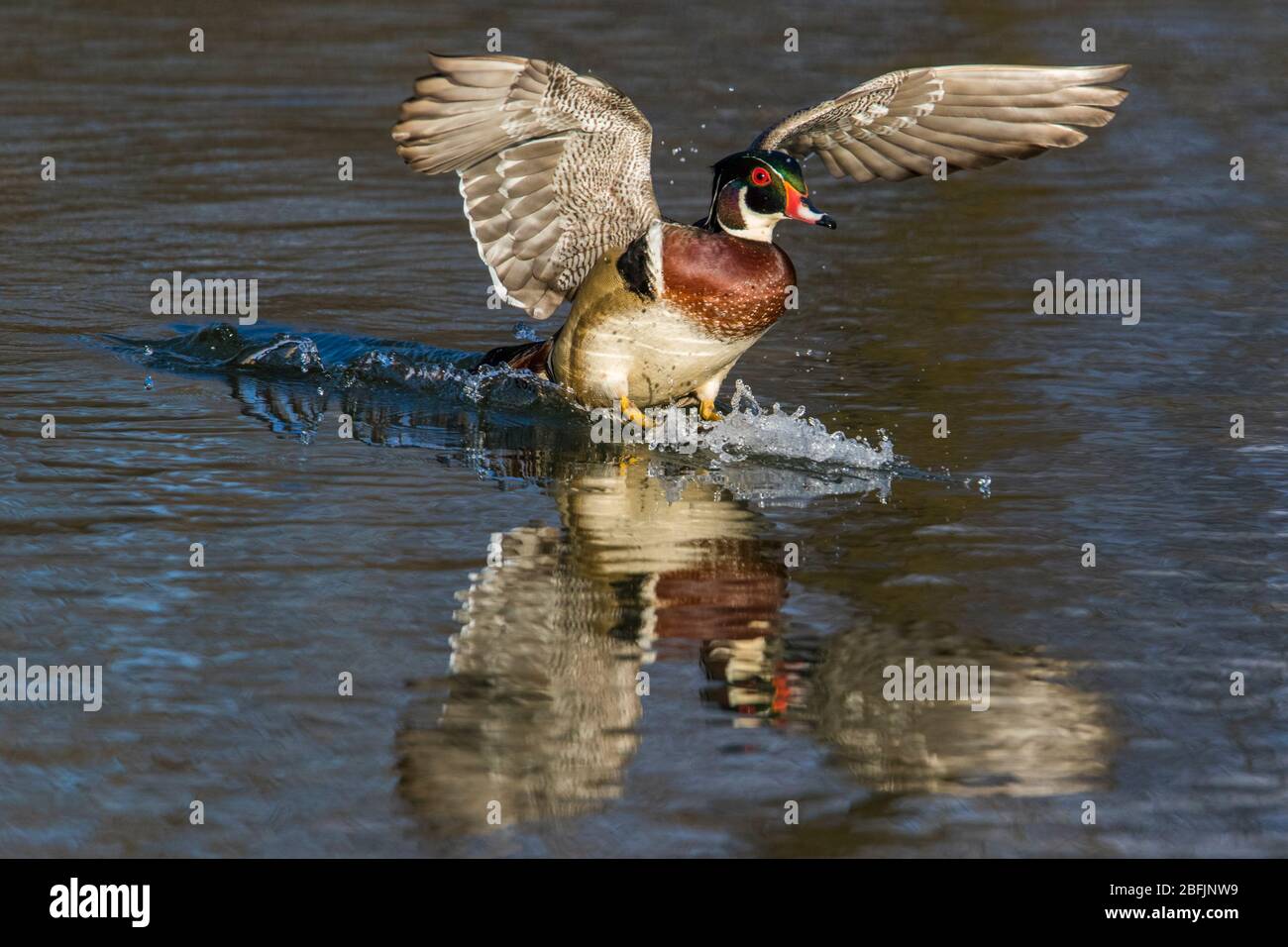 wood duck landing in spring Stock Photo Alamy