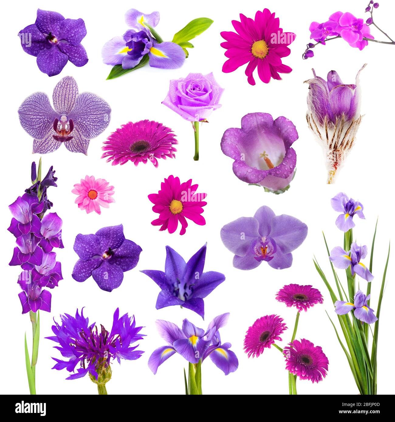 Collage of beautiful purple flowers Stock Photo - Alamy