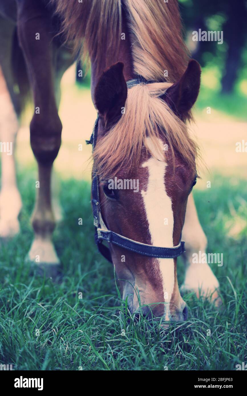 Beautiful brown horse in pasture Stock Photo - Alamy
