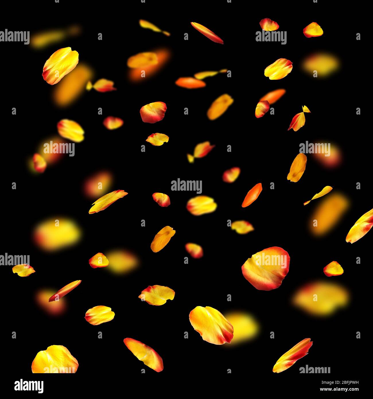 Falling rose petals on black background Stock Photo Alamy