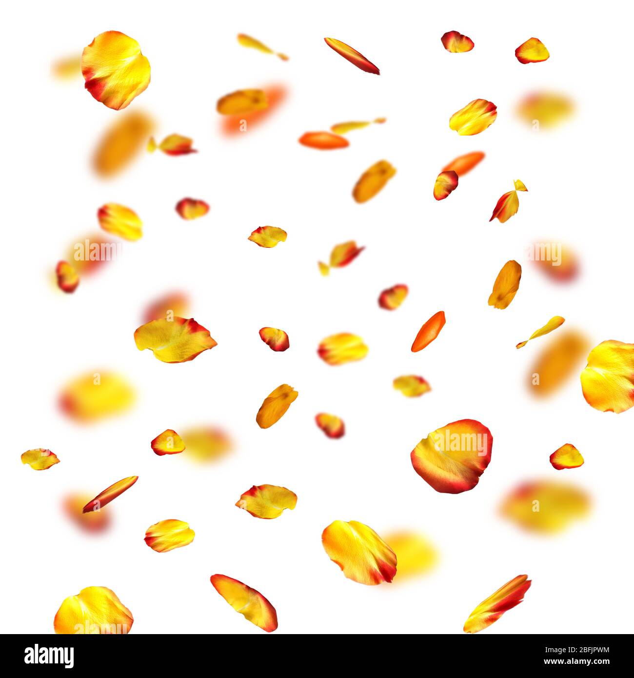 Falling rose petals on white background Stock Photo Alamy