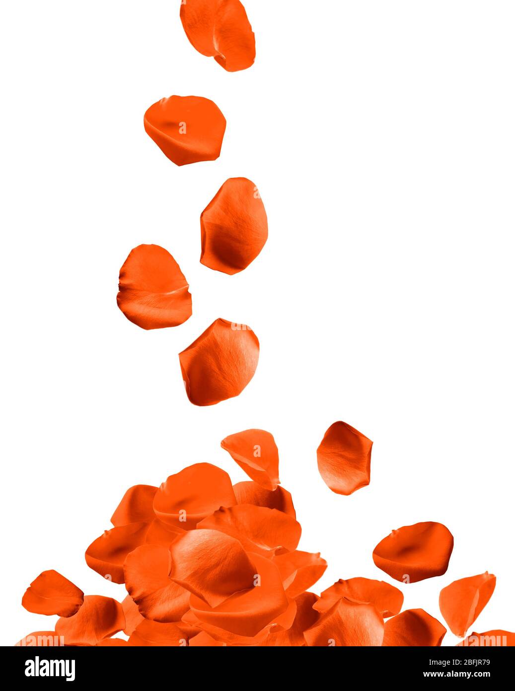Falling rose petals isolated on white Stock Photo Alamy