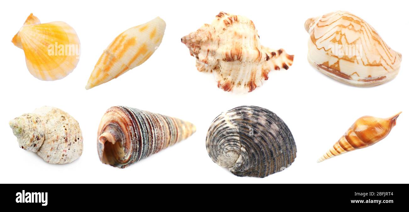 Collage of shells and other beach flotsam isolated on white Stock Photo