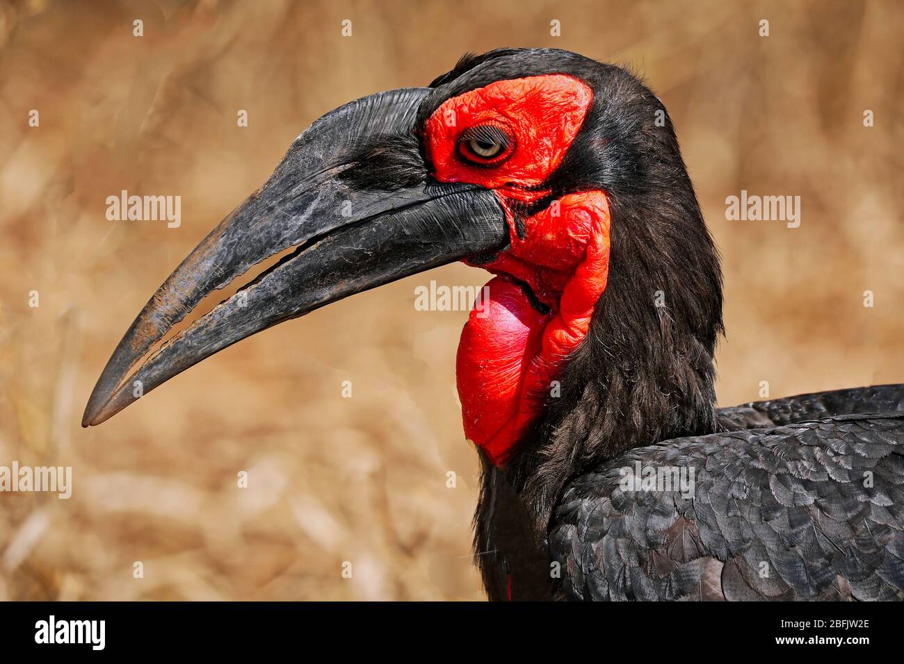 Southern ground hornbill, Kruger NP, South Africa Stock Photo