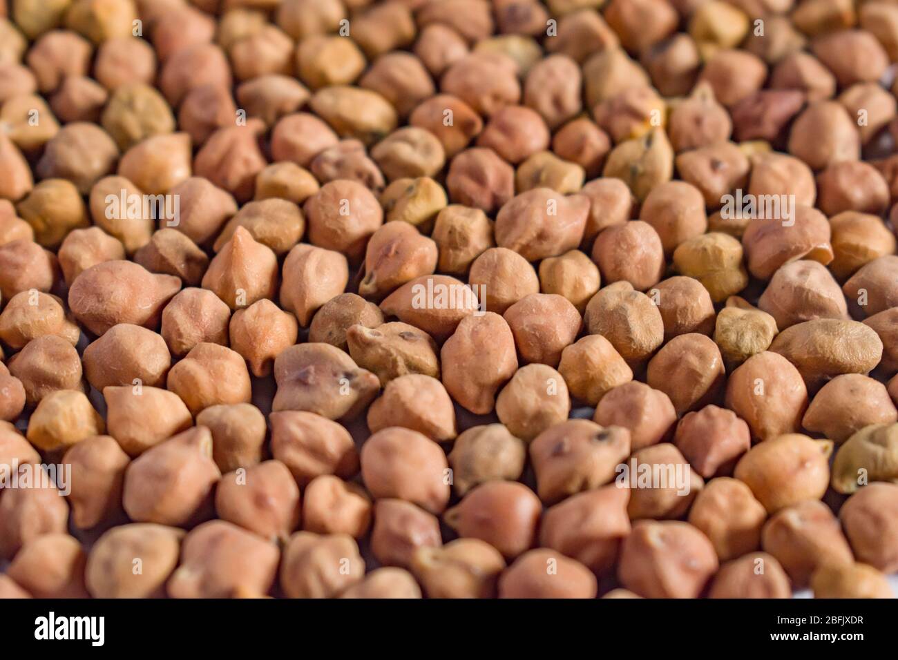 Selective focus.Chickpea with pods.The chickpea or chick pea (Cicer arietinum) is an annual legume of the family Fabaceae, subfamily Faboideae. Stock Photo