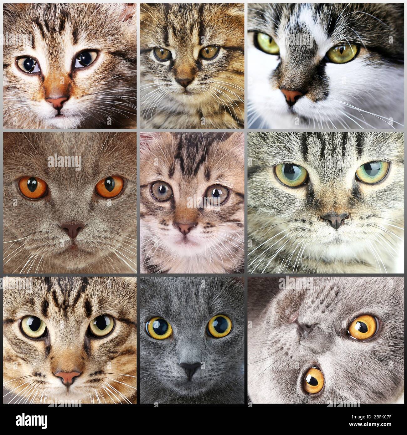 Cute cat faces collage Stock Photo - Alamy