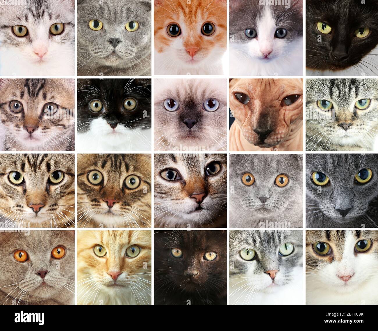 Cute cat faces collage Stock Photo - Alamy
