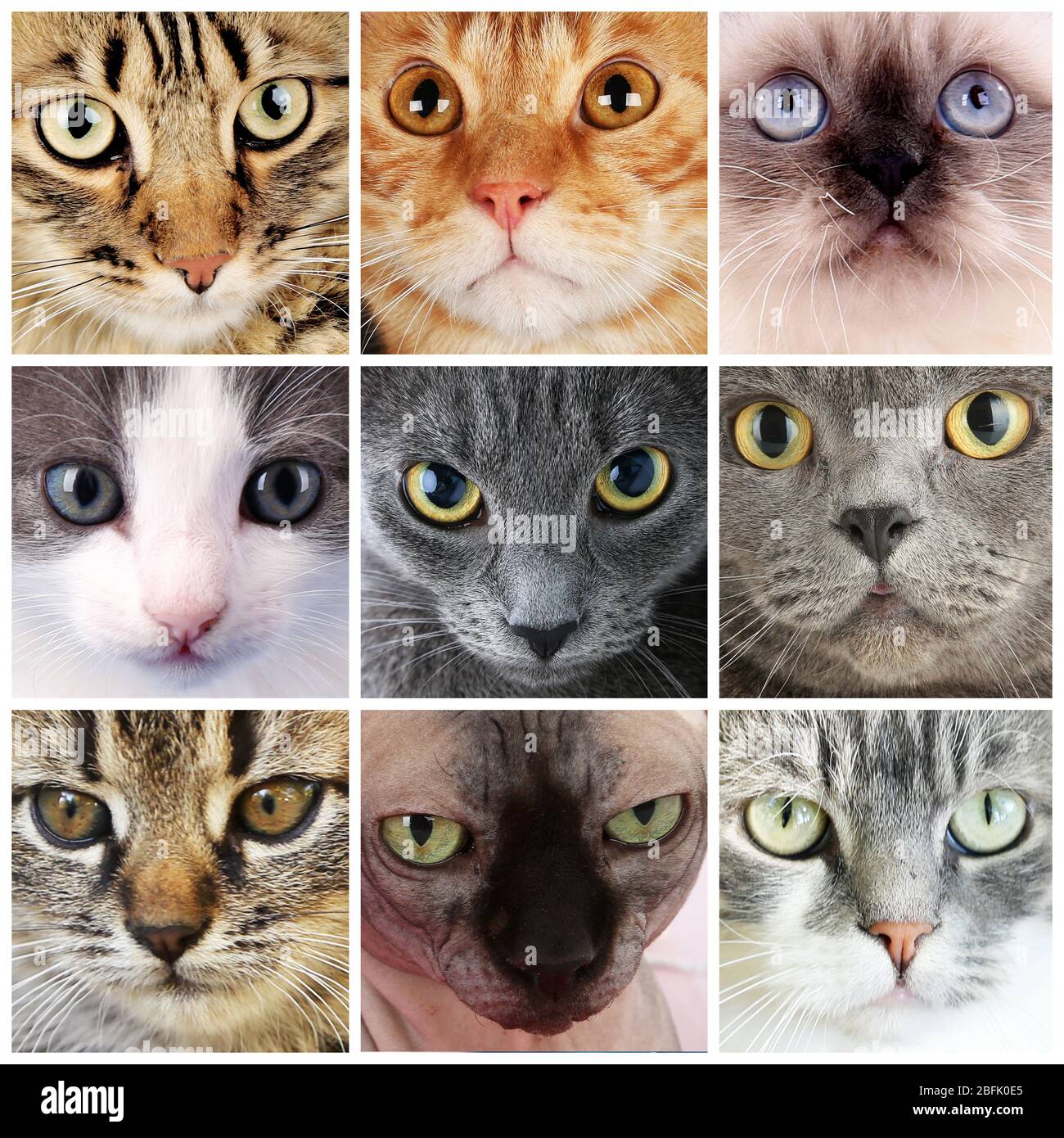 Cute cat faces collage Stock Photo - Alamy