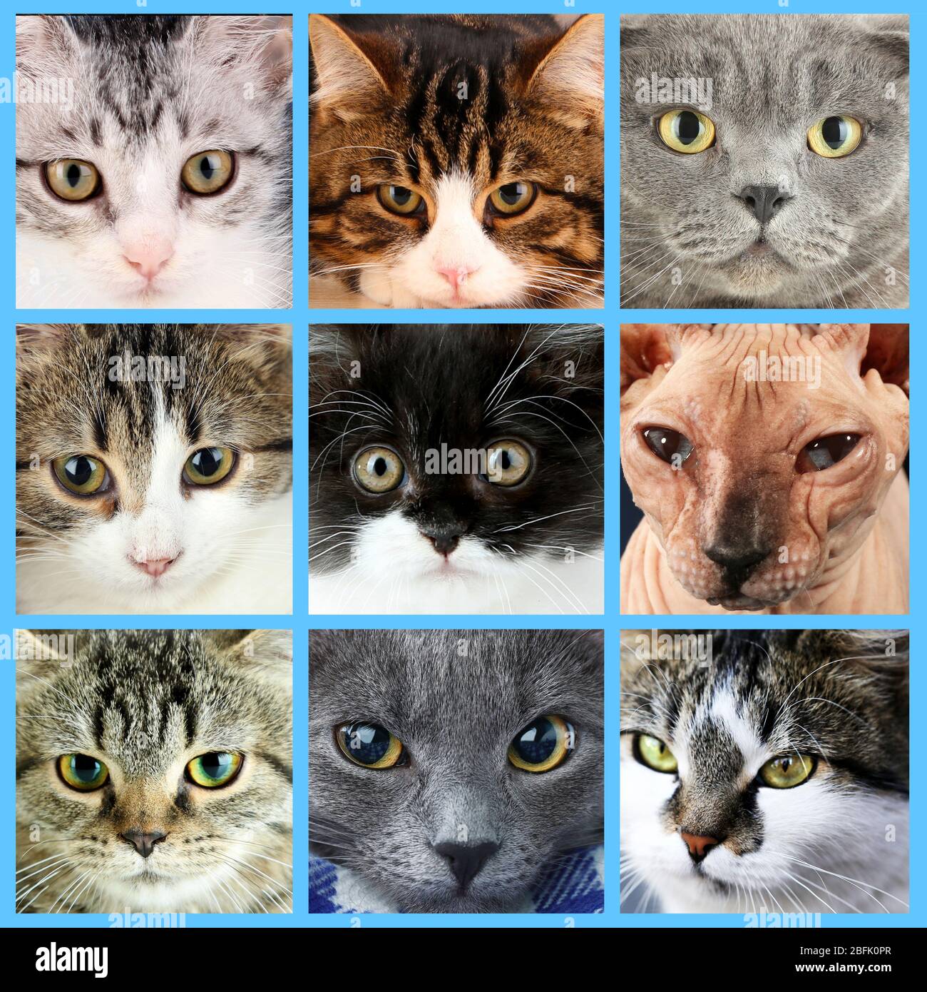 Cute cat faces collage Stock Photo - Alamy