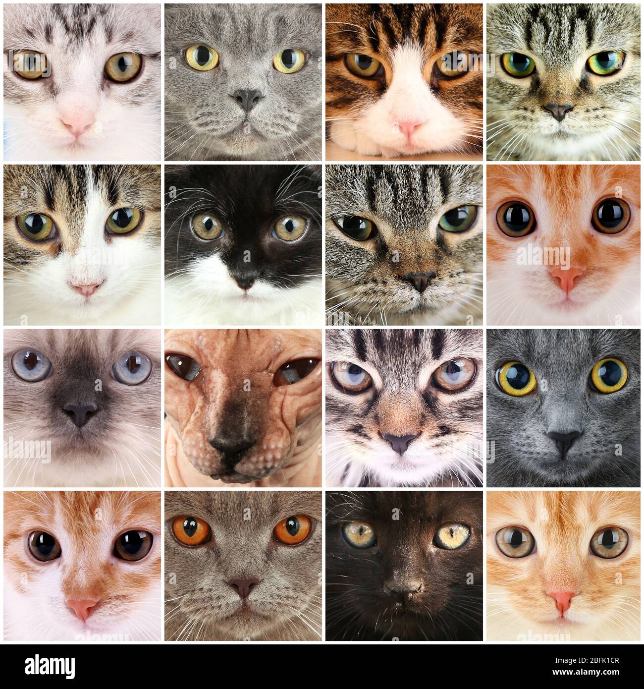 Cute cat faces collage Stock Photo - Alamy