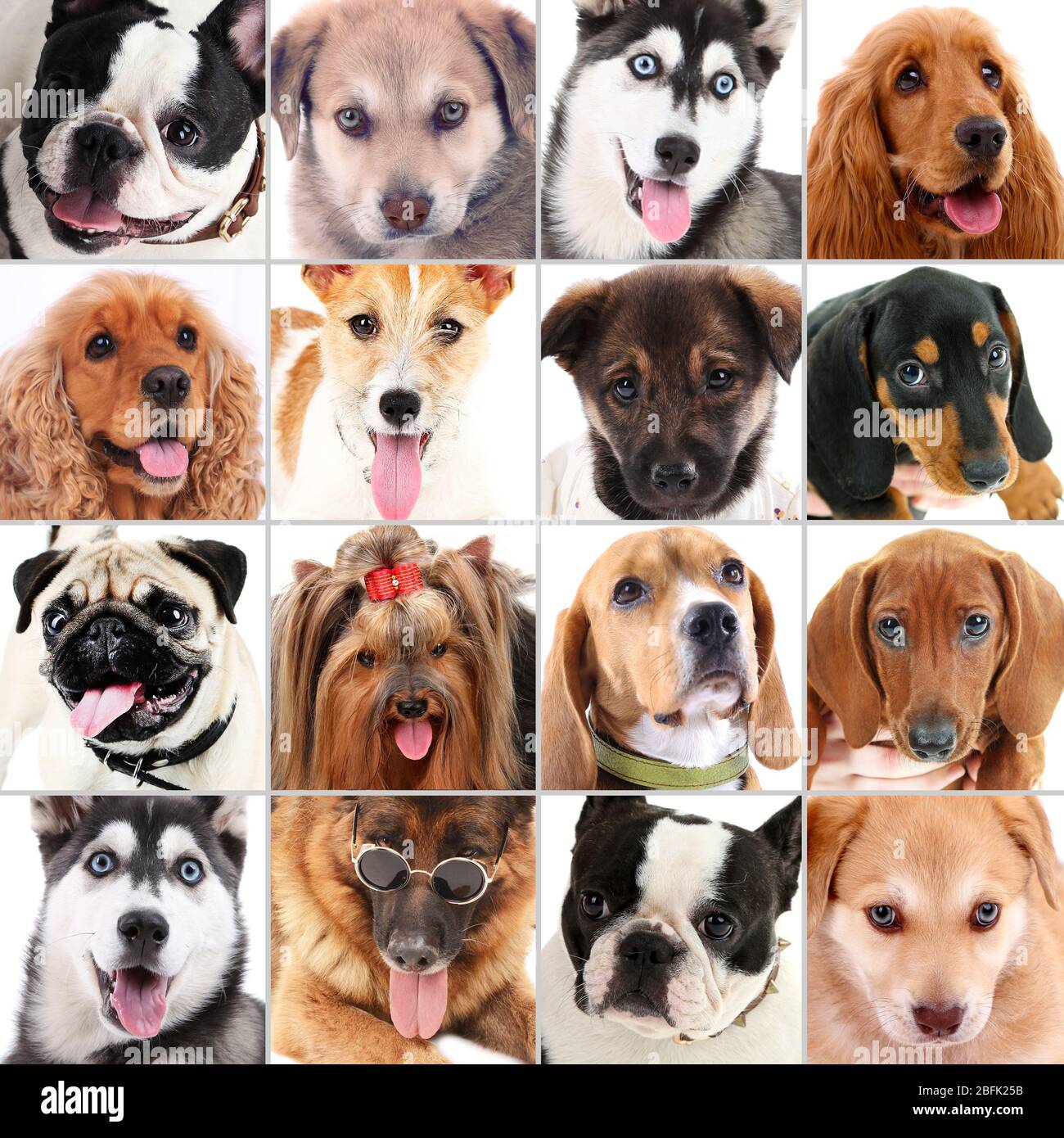 Dog portraits collage Stock Photo - Alamy