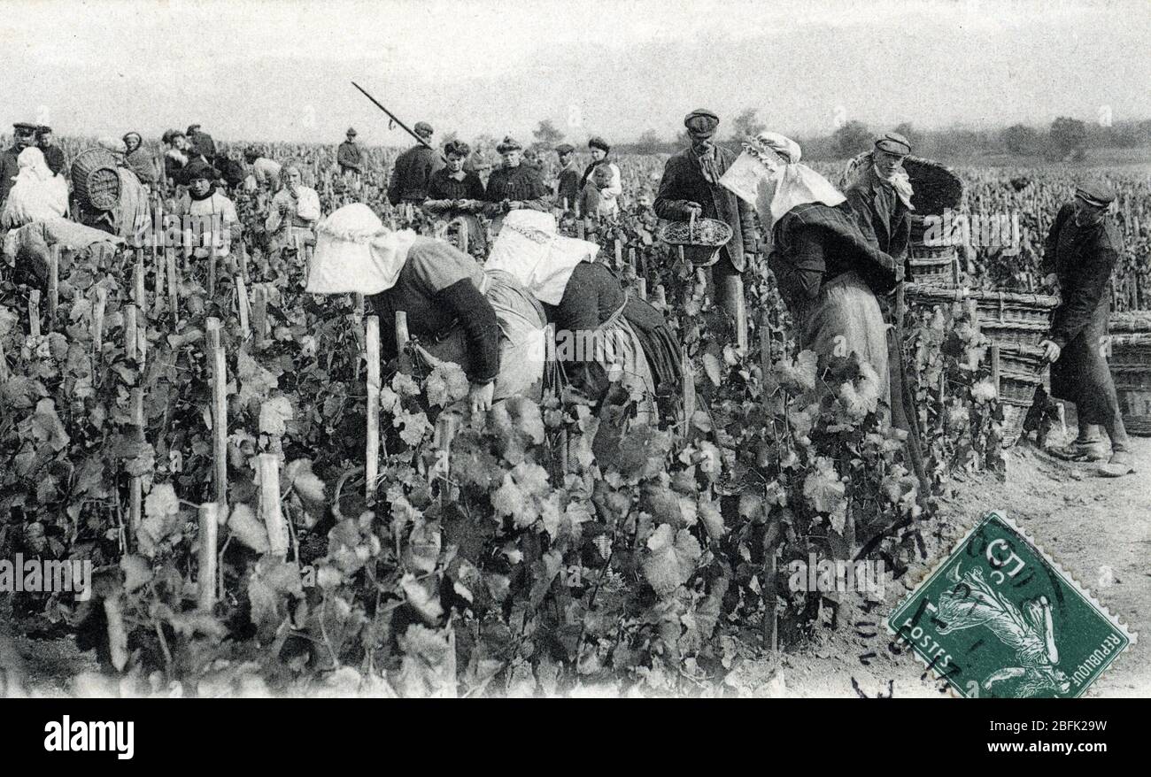 Vendange de Champagne, la cueillette du raisin (Champagne harvest