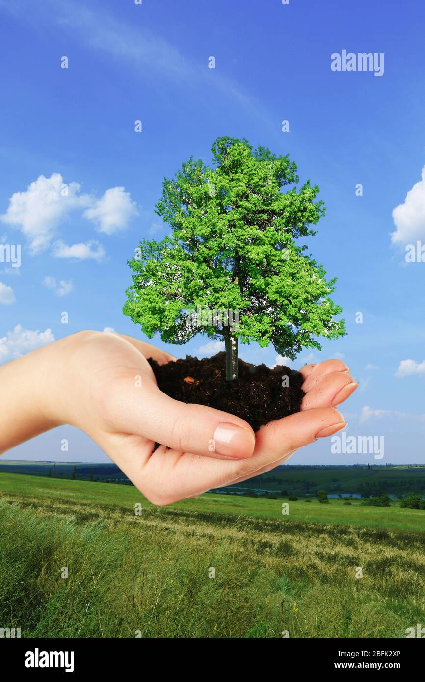 Small tree in hand on nature background Stock Photo - Alamy
