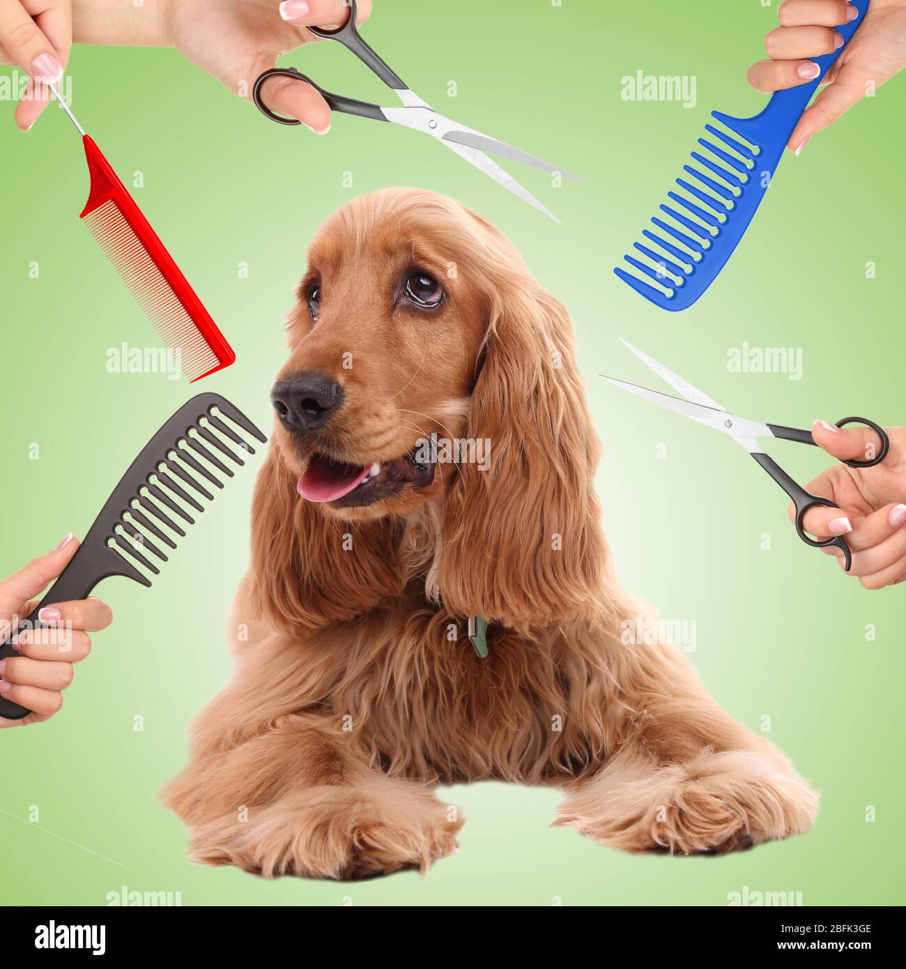 Cocker spaniel grooming at the salon for dogs Stock Photo Alamy