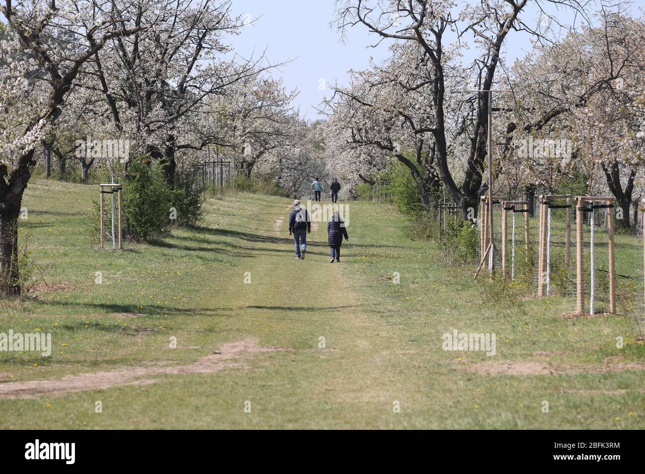 Treffurt, Germany. 19th Apr, 2020. Walkers walk through a blossoming cherry plantation above the small town in western Thuringia. Credit: Bodo Schackow/dpa-Zentralbild/dpa/Alamy Live News Stock Photo