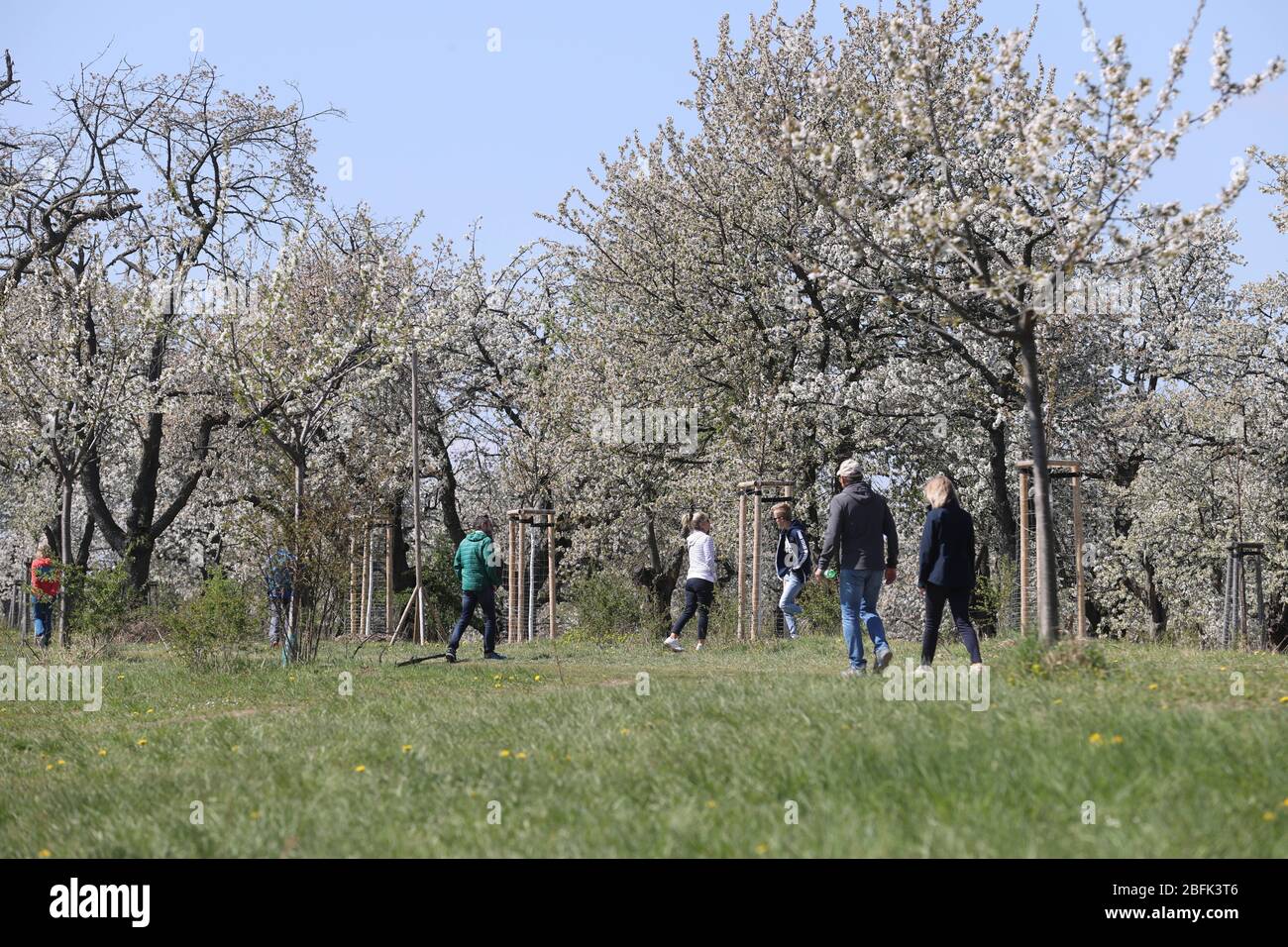 Treffurt, Germany. 19th Apr, 2020. Walkers walk through a blossoming cherry plantation above the small town in western Thuringia. Credit: Bodo Schackow/dpa-Zentralbild/dpa/Alamy Live News Stock Photo