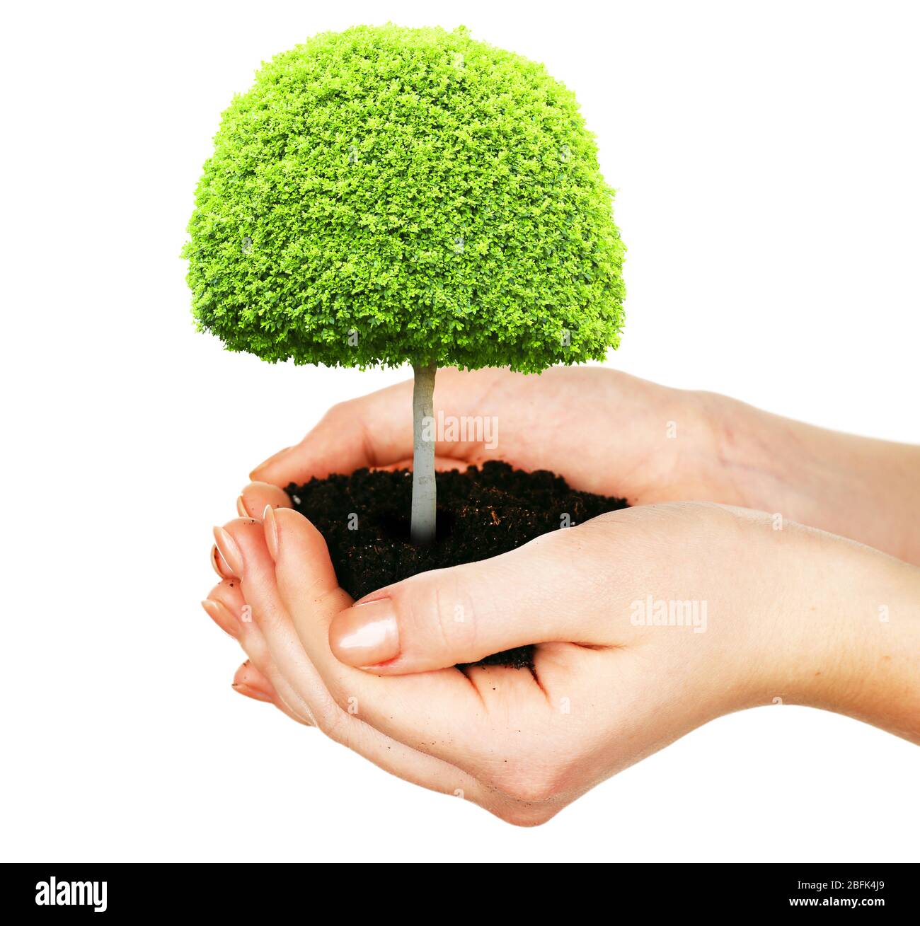 Small tree in hands isolated on white Stock Photo - Alamy
