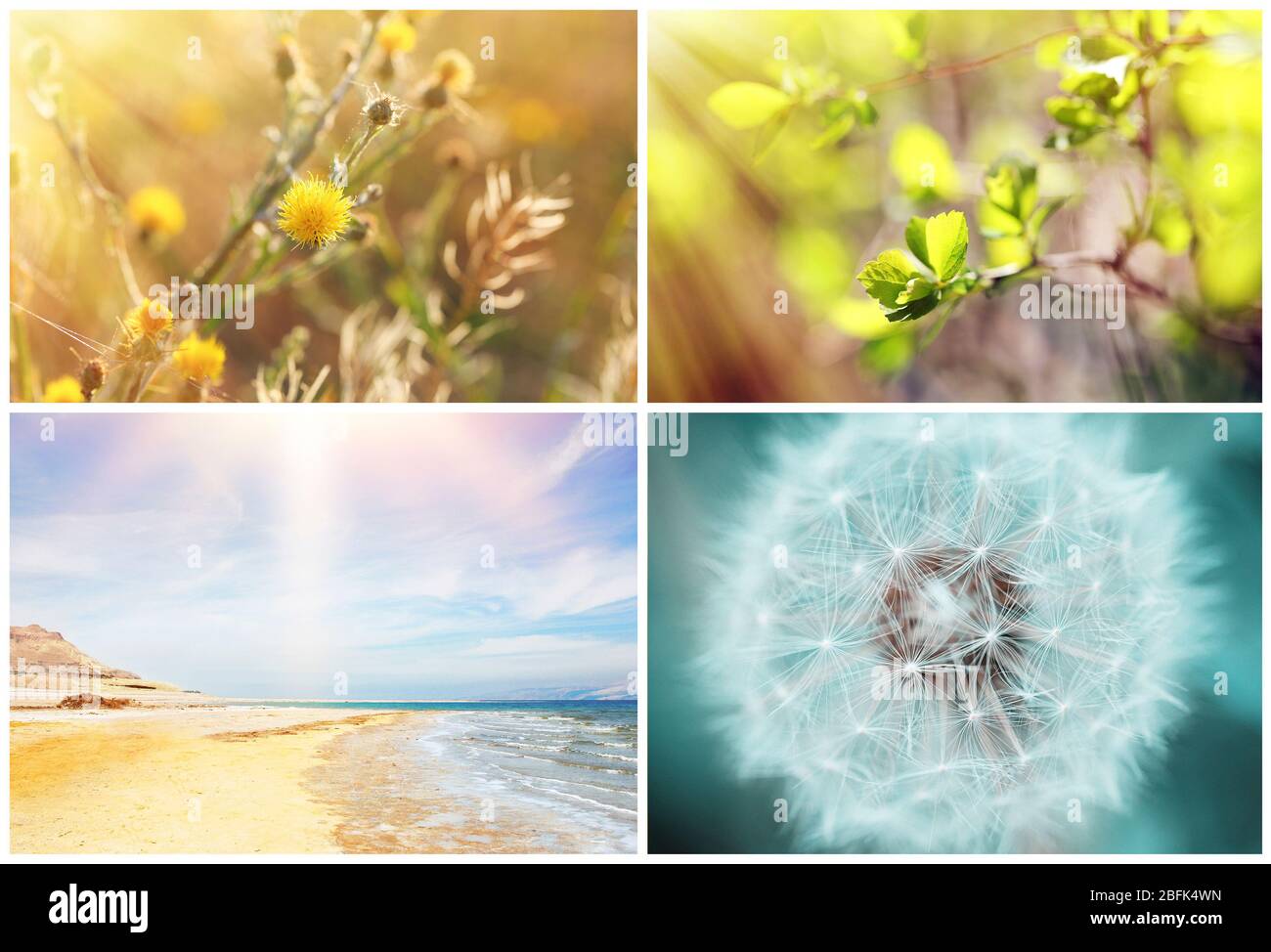 Beautiful nature collage Stock Photo