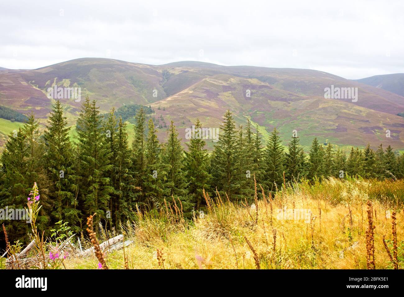 Moorland of the Southern Uplands, looking across the valley, from