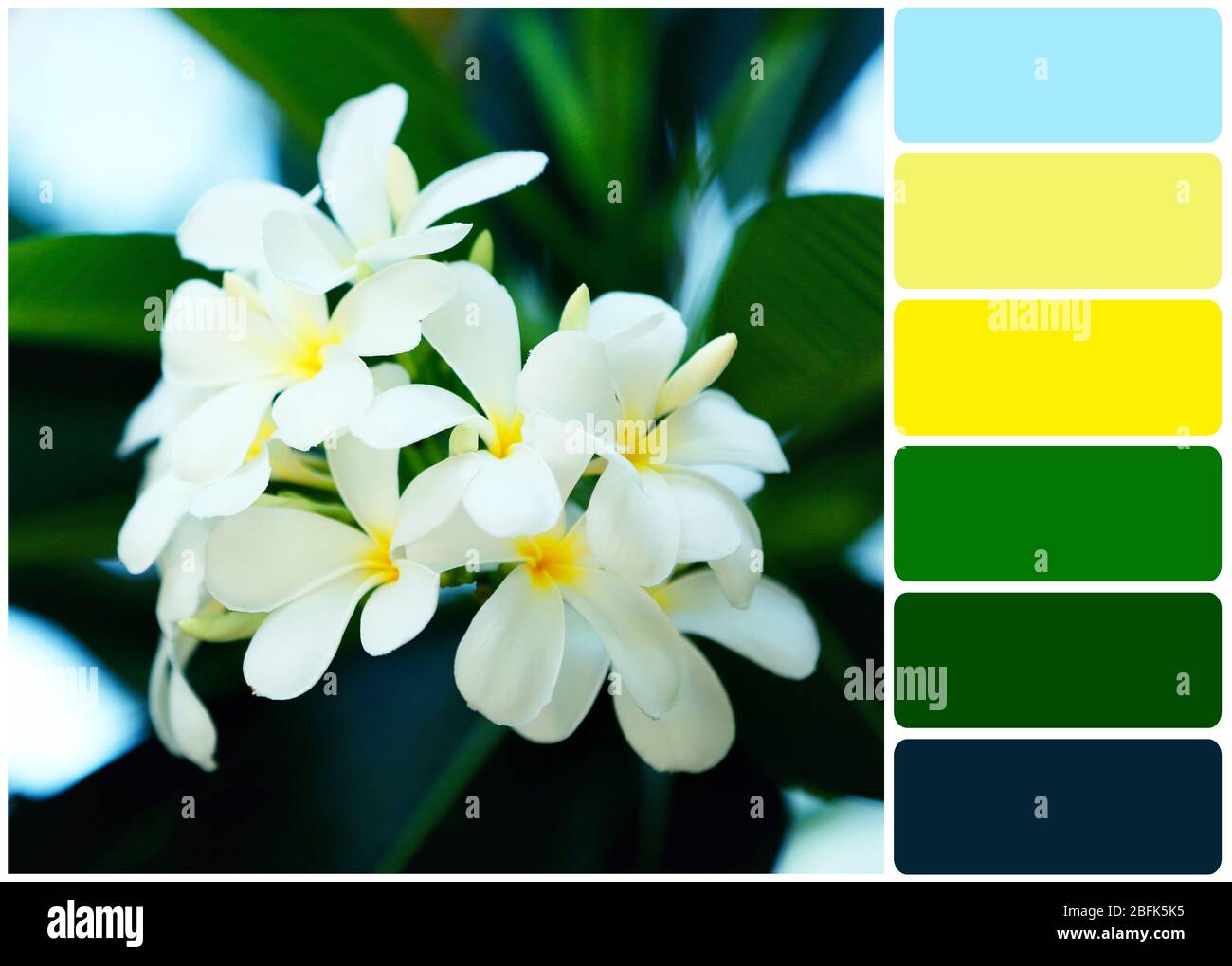 Plumeria flowers over green leaves and palette of colors Stock Photo