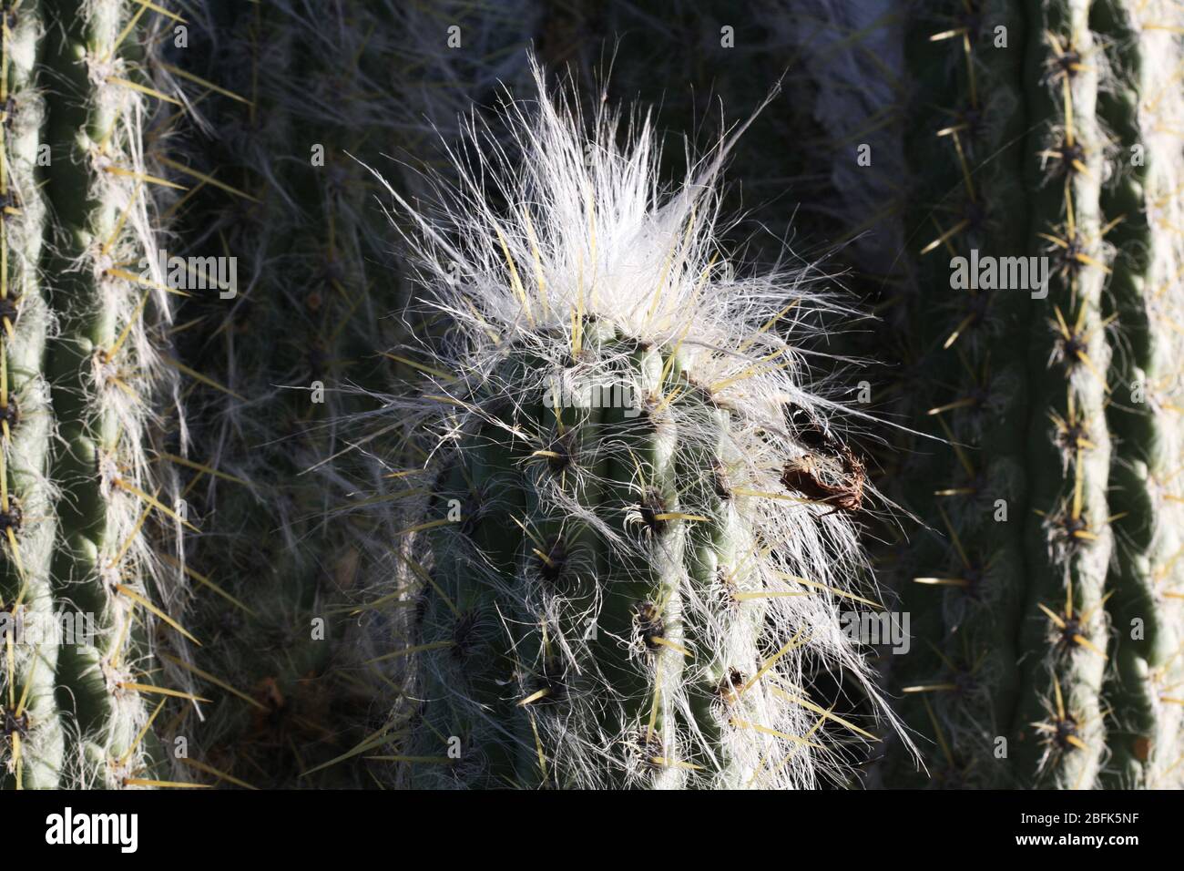 Cactus cephalocereus hi-res stock photography and images - Alamy