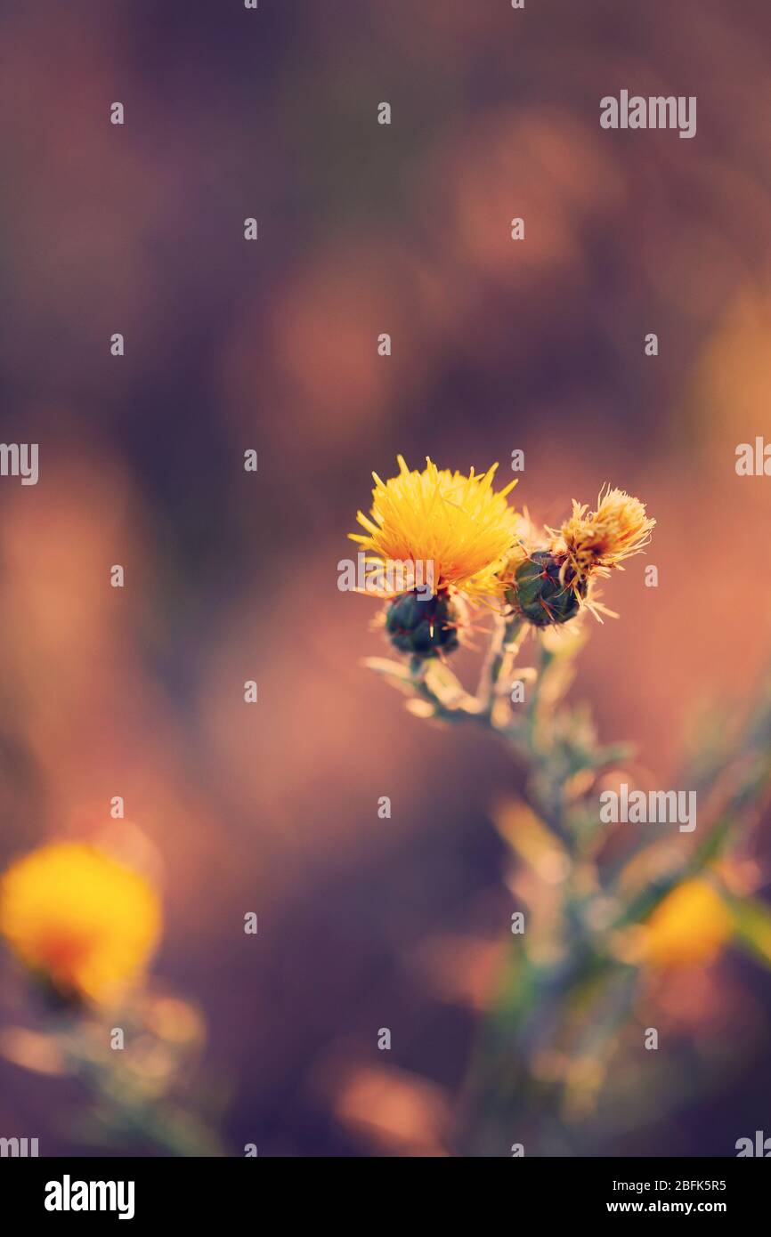 Beautiful wild flowers in the field with sunlight Stock Photo - Alamy