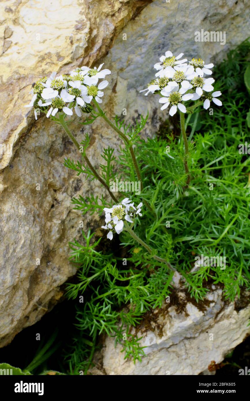 Schwarzrandige Schafgarbe, Achillea atrata Stock Photo