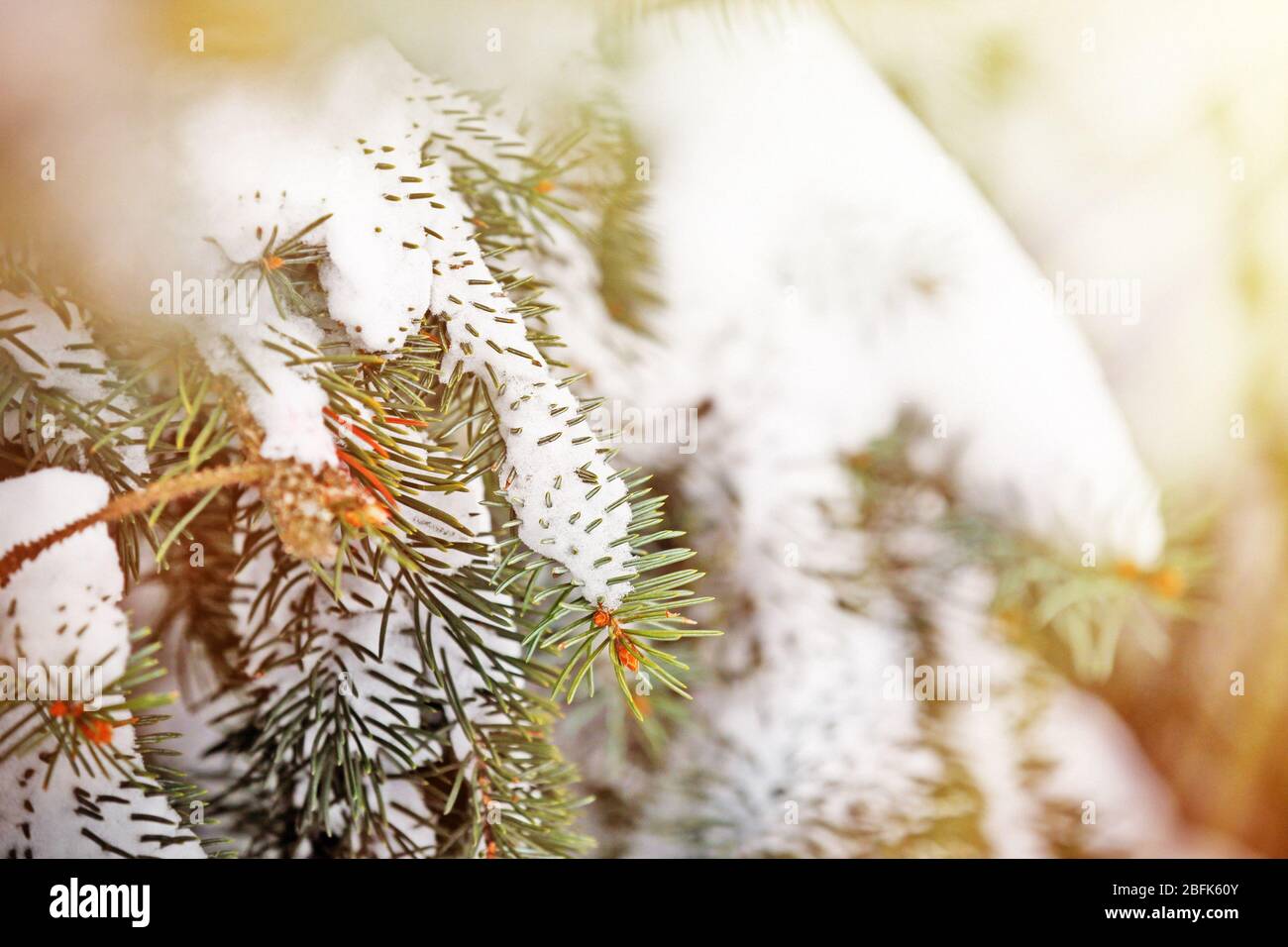 Fir tree branch covered with snow with sunlight Stock Photo
