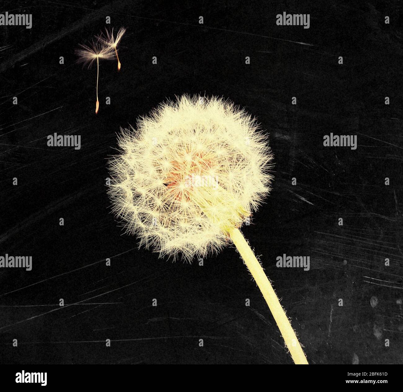 Dandelion and flying seeds on black background Stock Photo - Alamy