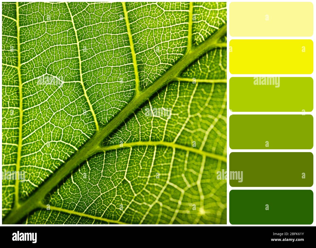 Green leaf and palette of colors Stock Photo Alamy