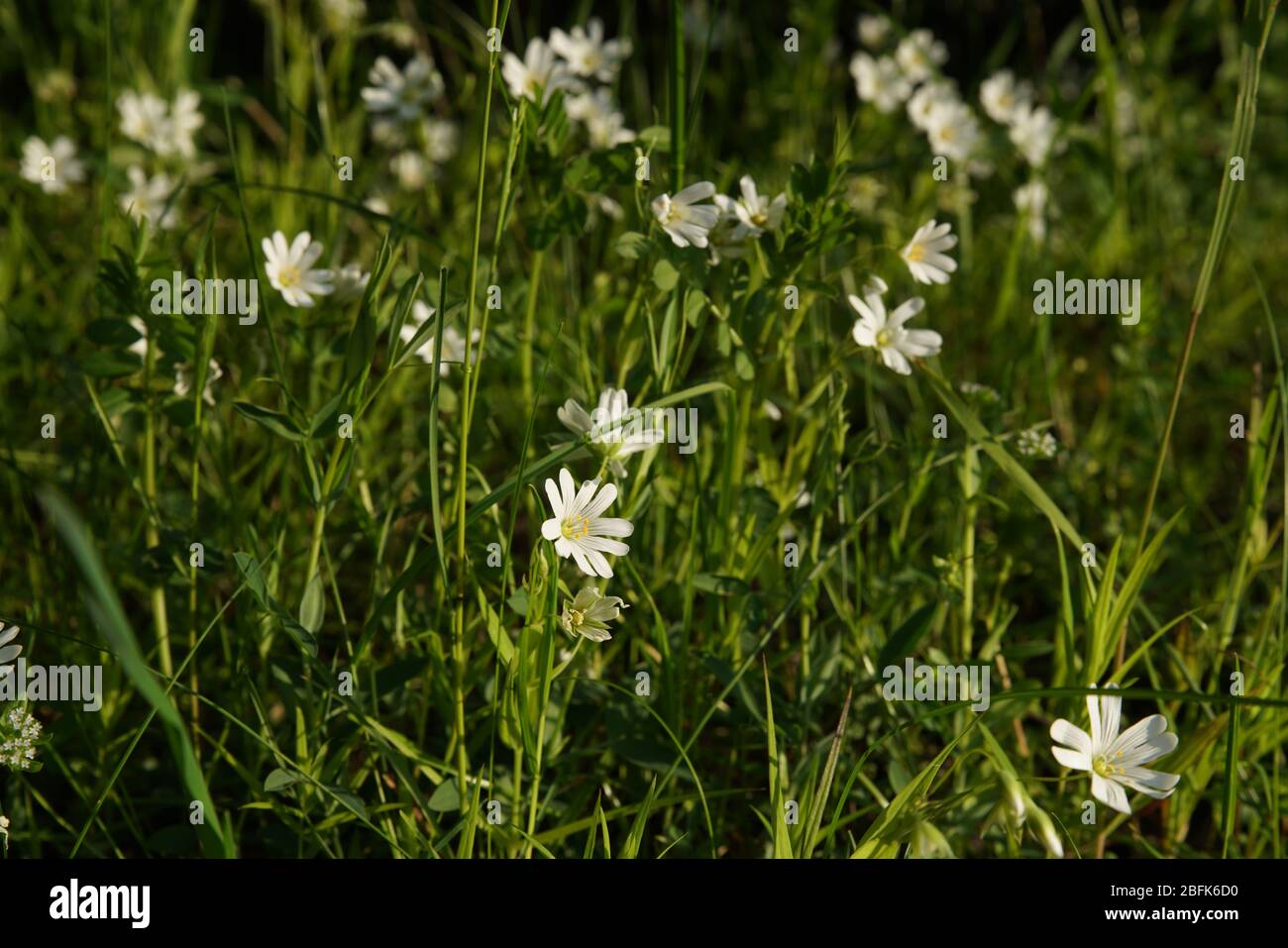 Ackerhornkraut auf dem Feld Stock Photo