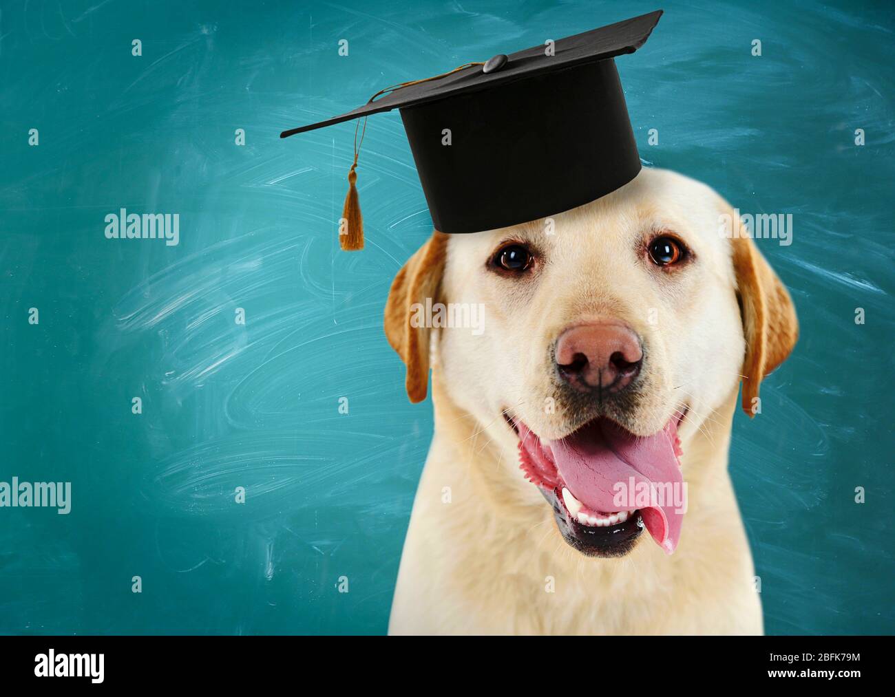 Golden retriever dog graduation cap hires stock photography and images