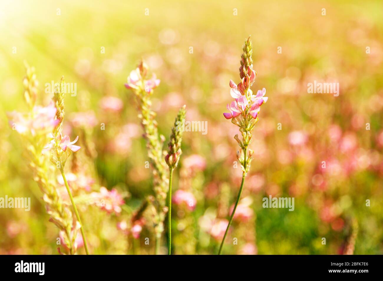 Beautiful wild flowers in the field with sunlight Stock Photo - Alamy