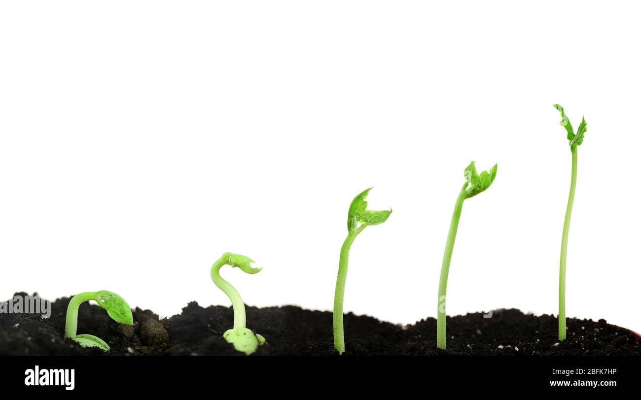 Stages Of Germination Of A Bean Seed