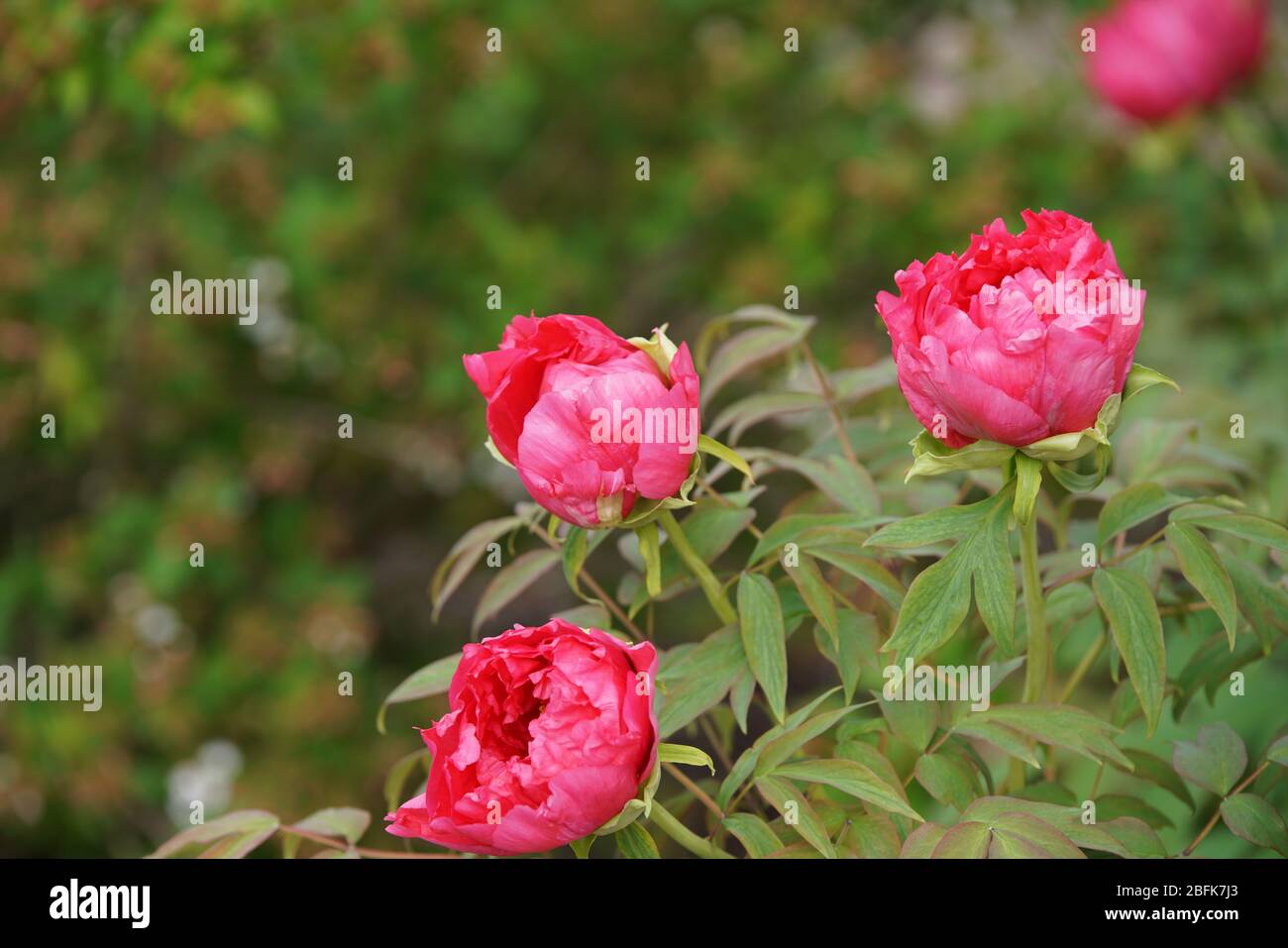 Paeonia Officinalis Rubra Plena High Resolution Stock Photography and  Images - Alamy