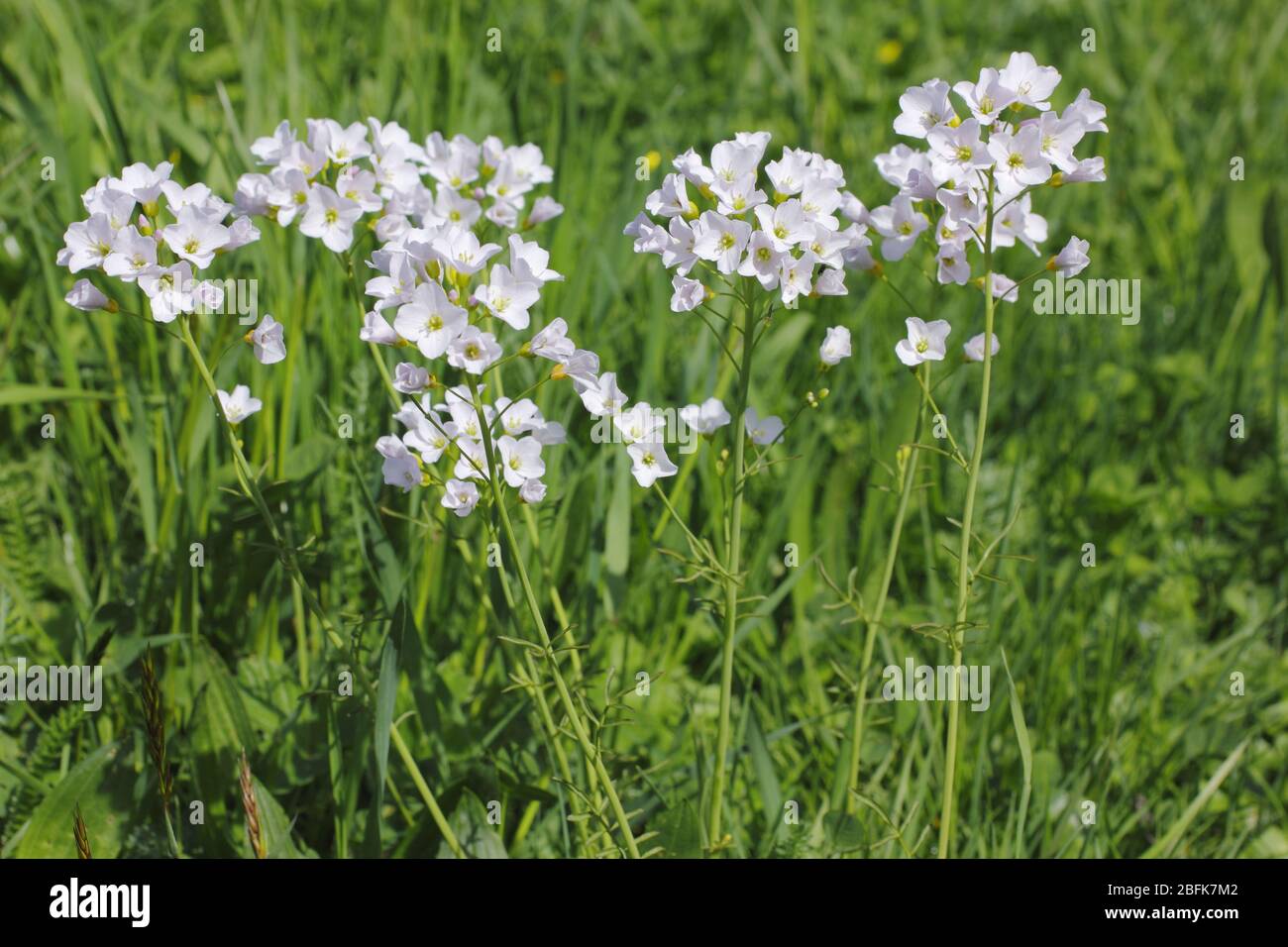 Spring- Schaumkraut, Cardamine impatiens Stock Photo