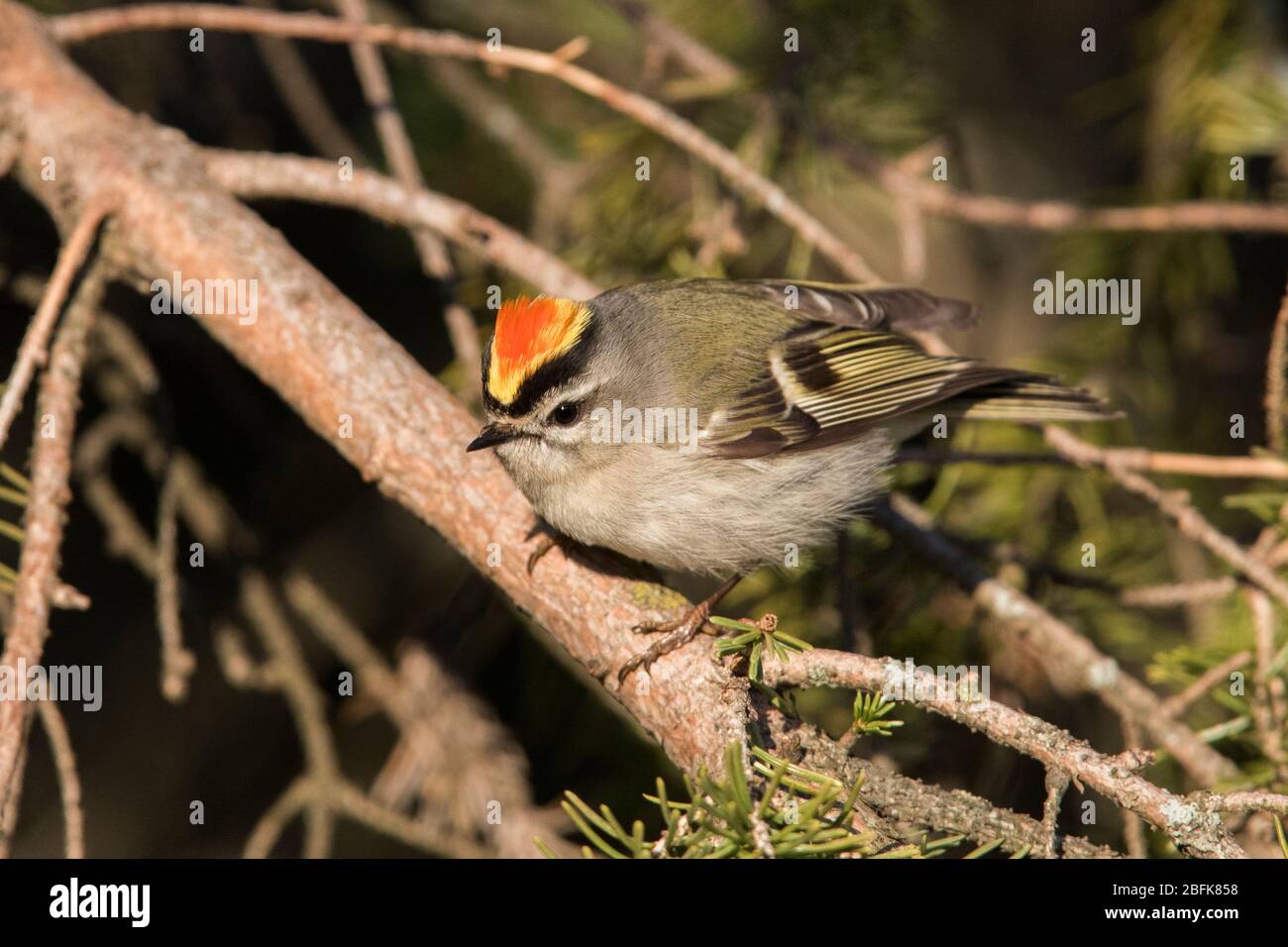 Orange crowned kinglet hi-res stock photography and images - Alamy