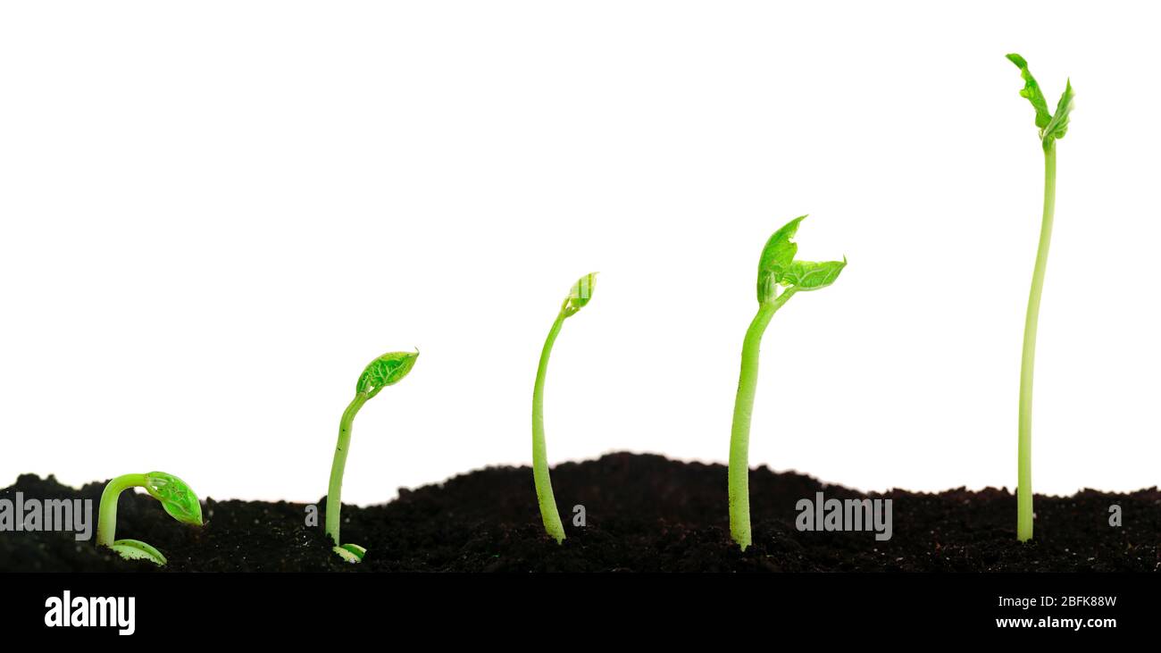 Bean seed germination different stages isolated on white Stock Photo