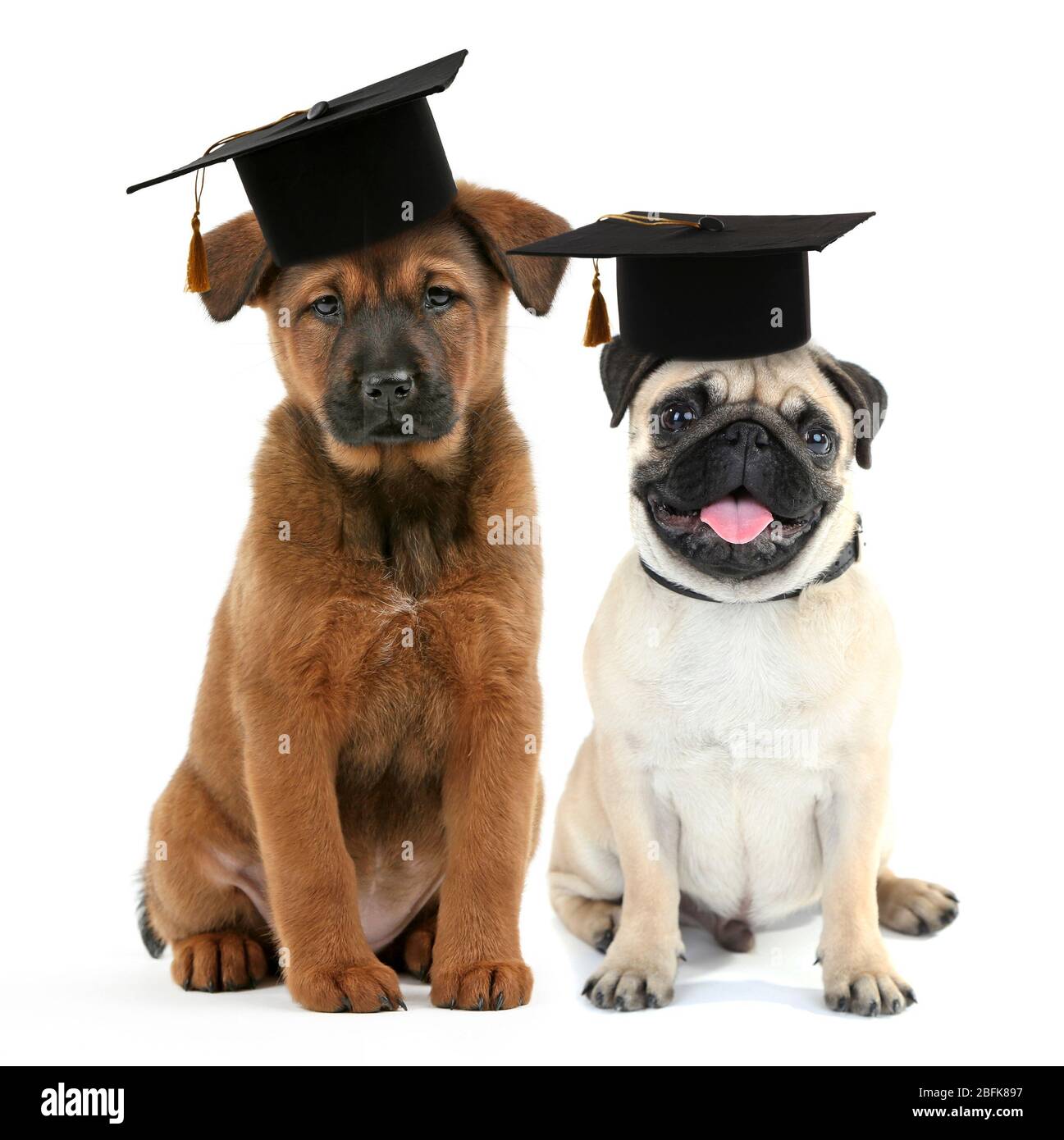 Graduation hat for clearance dogs