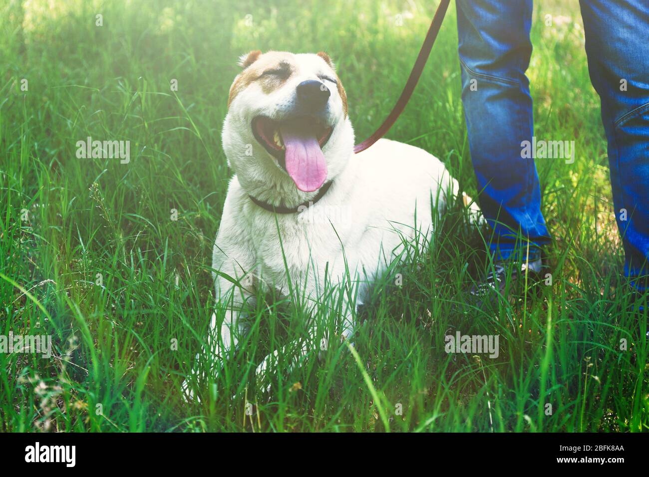 big alabai dog