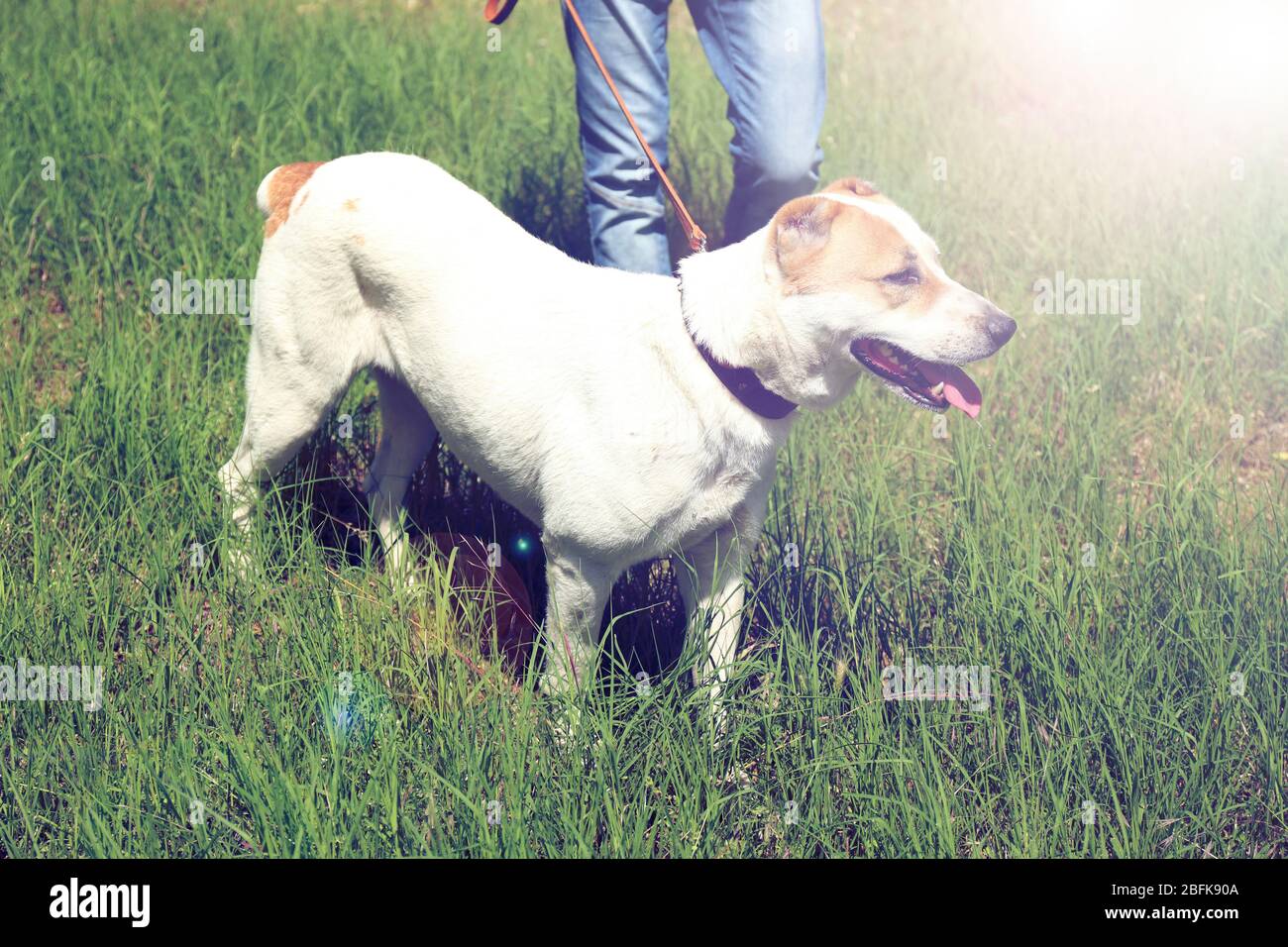 big alabai dog