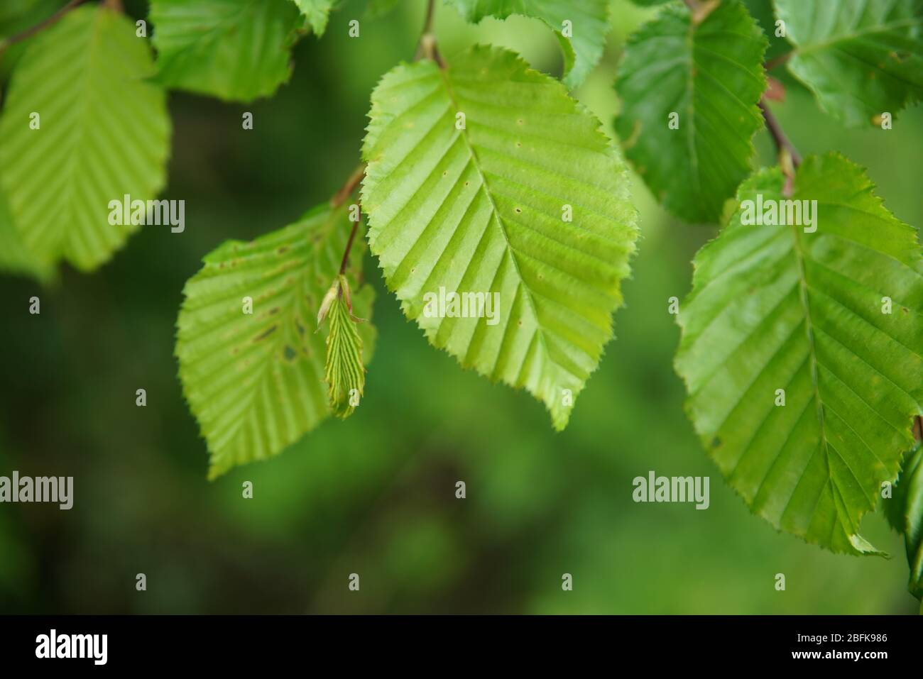 Buchenblätter als Hintergrund Stock Photo