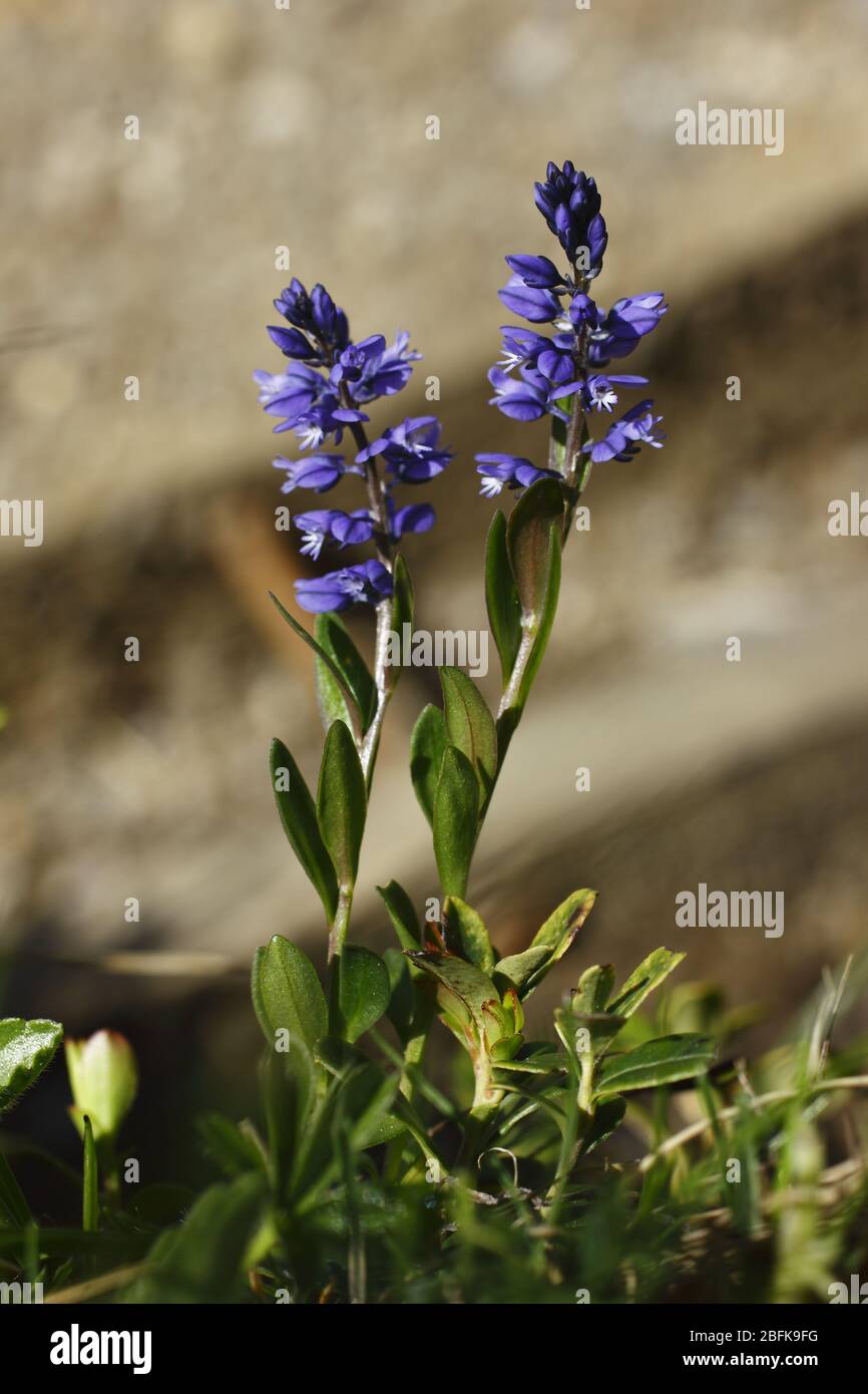 Gewöhnliche Kreuzblume, Polygala vulgaris ssp. vulgaris Stock Photo