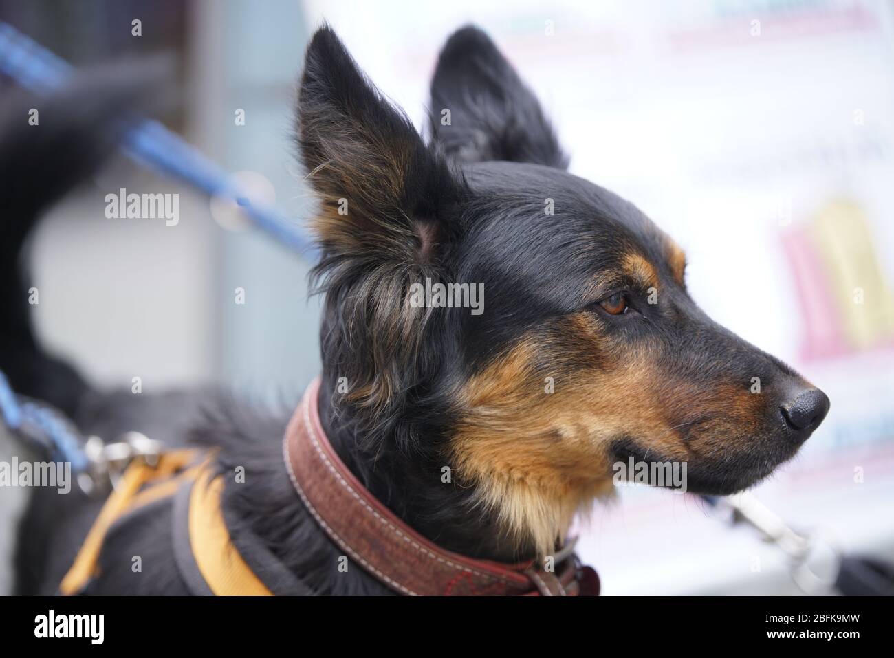 Altdeutscher Hüdehund - Jungtier Stock Photo