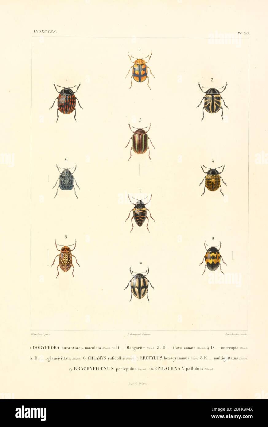 Insects of South America From the book 'Voyage dans l'Amérique Méridionale' [Journey to South America: (Brazil, the eastern republic of Uruguay, the Argentine Republic, Patagonia, the republic of Chile, the republic of Bolivia, the republic of Peru), executed during the years 1826 - 1833] By: Orbigny, Alcide Dessalines d', 1802-1857; Montagne, Jean François Camille, 1784-1866; Martius, Karl Friedrich Philipp von, 1794-1868 Published Paris :Chez Pitois-Levrault et c.e ... ;1835-1847 Stock Photo