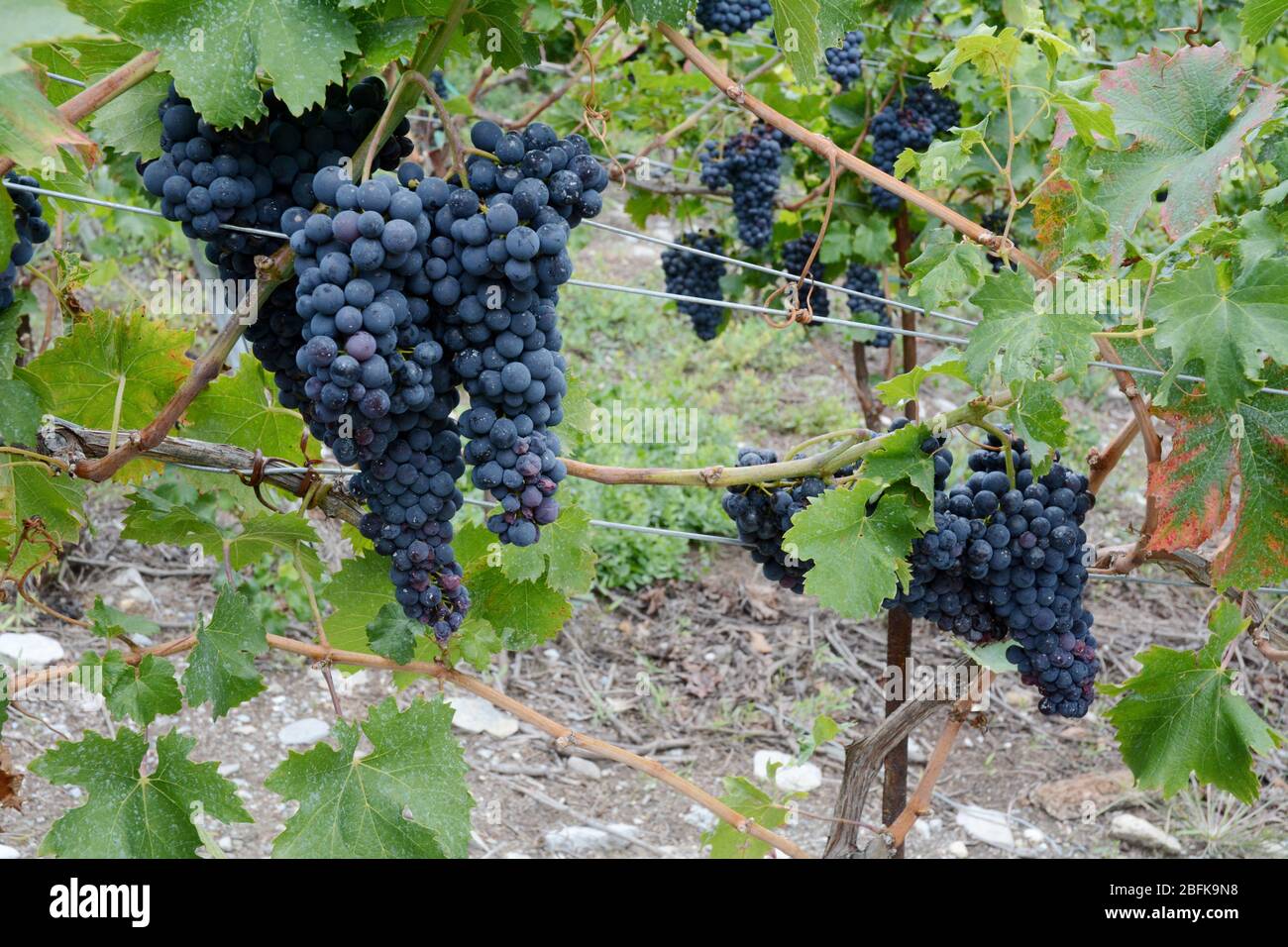 Pinot Noir red wine grapes in a vineyard in the town of Saillon, in the Swiss canton of Valais, a wine producing region in Switzerland. Stock Photo