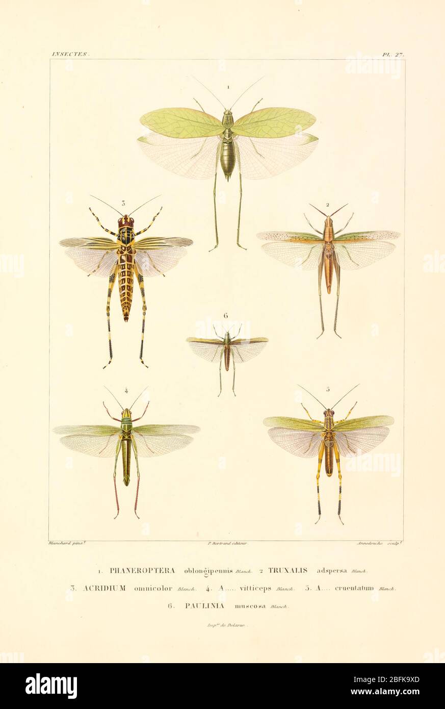 Insects of South America From the book 'Voyage dans l'Amérique Méridionale' [Journey to South America: (Brazil, the eastern republic of Uruguay, the Argentine Republic, Patagonia, the republic of Chile, the republic of Bolivia, the republic of Peru), executed during the years 1826 - 1833] By: Orbigny, Alcide Dessalines d', 1802-1857; Montagne, Jean François Camille, 1784-1866; Martius, Karl Friedrich Philipp von, 1794-1868 Published Paris :Chez Pitois-Levrault et c.e ... ;1835-1847 Stock Photo