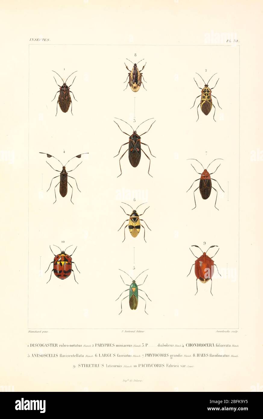 American insects hi-res stock photography and images - Alamy