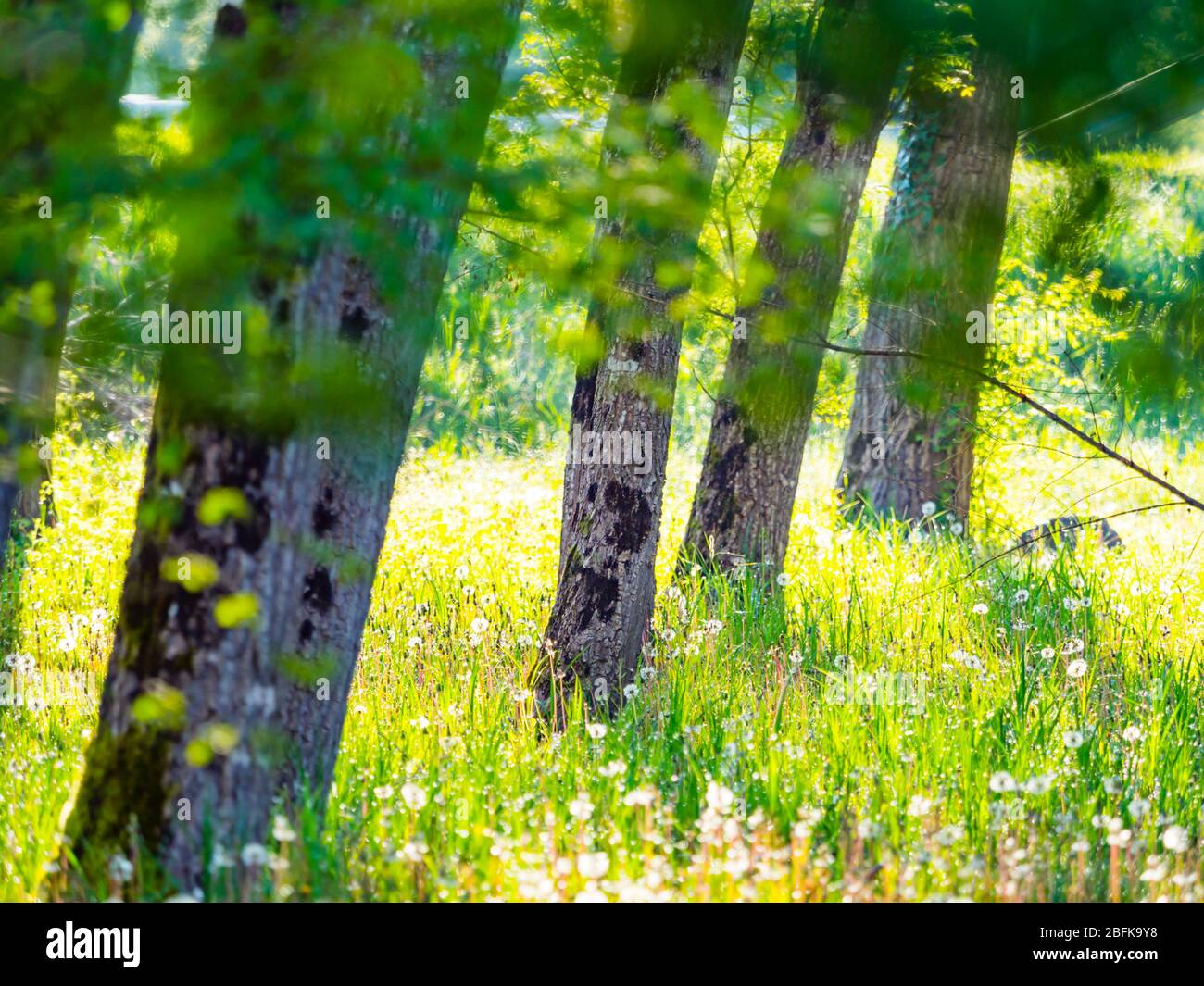 Green forest bright sunlight healthy Stock Photo
