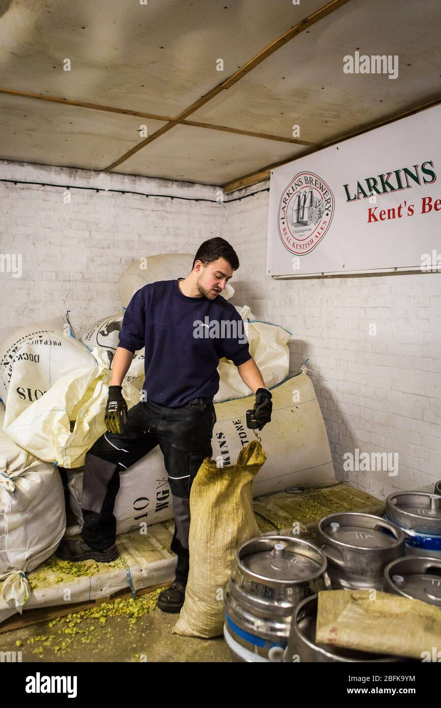 Weighing out hops for brewing at Larkins Brewery award winning brewery and hop farm in Chiddingstone, Kent, UK Stock Photo
